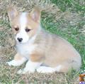 Pembroke Welsh Corgi